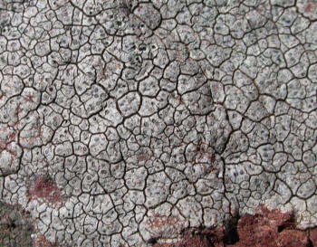 Diploschistes caesioplumbeus